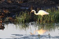 LookAbout Darwin, Wetlands & Wildlife Premium Tour - Max 6 Guests  