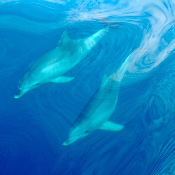 Private Charter - Blue water Sailing Adventure