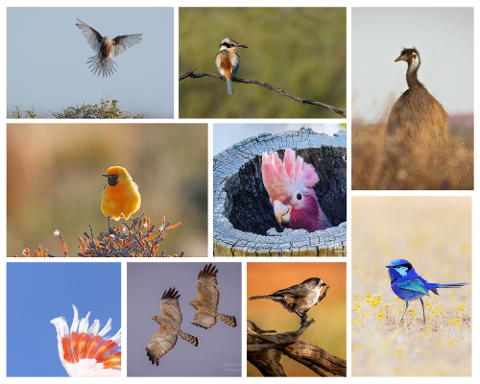Bird Photography Workshop