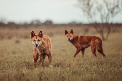 Dingo Talk and Encounter