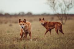 Dingo Talk and Encounter
