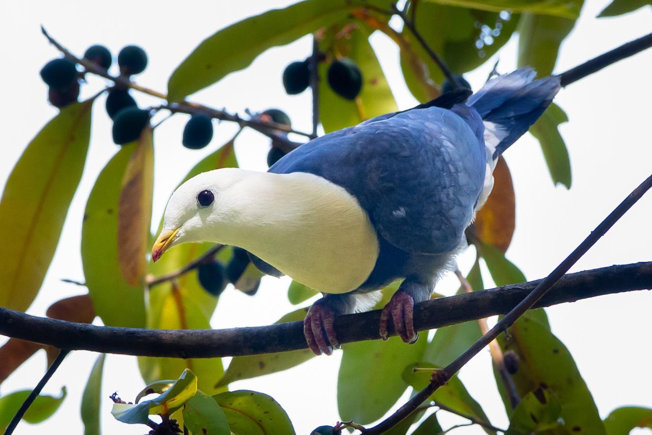 Kakadu Bird Week 2024: Burrungkuy Region Sandstone Birding Tour