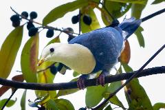 Kakadu Bird Week 2024: Burrungkuy Region Sandstone Birding Tour