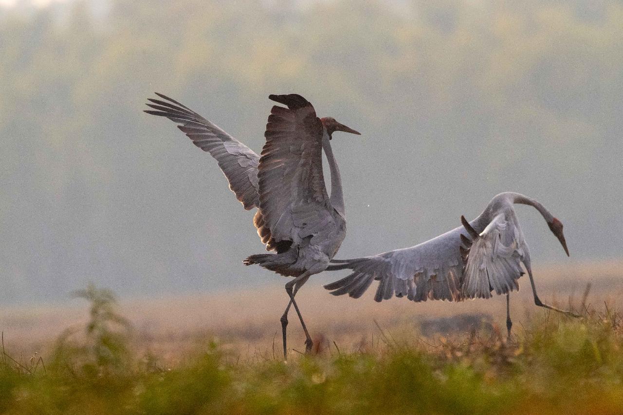 Kakadu Bird Week 2024: South Alligator Wetlands Bird Photography Tour