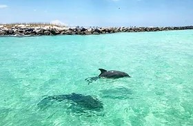 Two Hour Private Dolphin Tour 