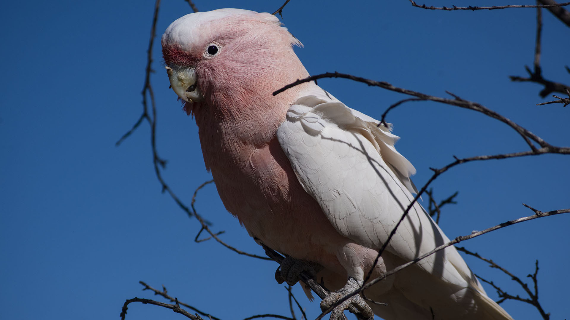 Newhaven Sanctuary Tour