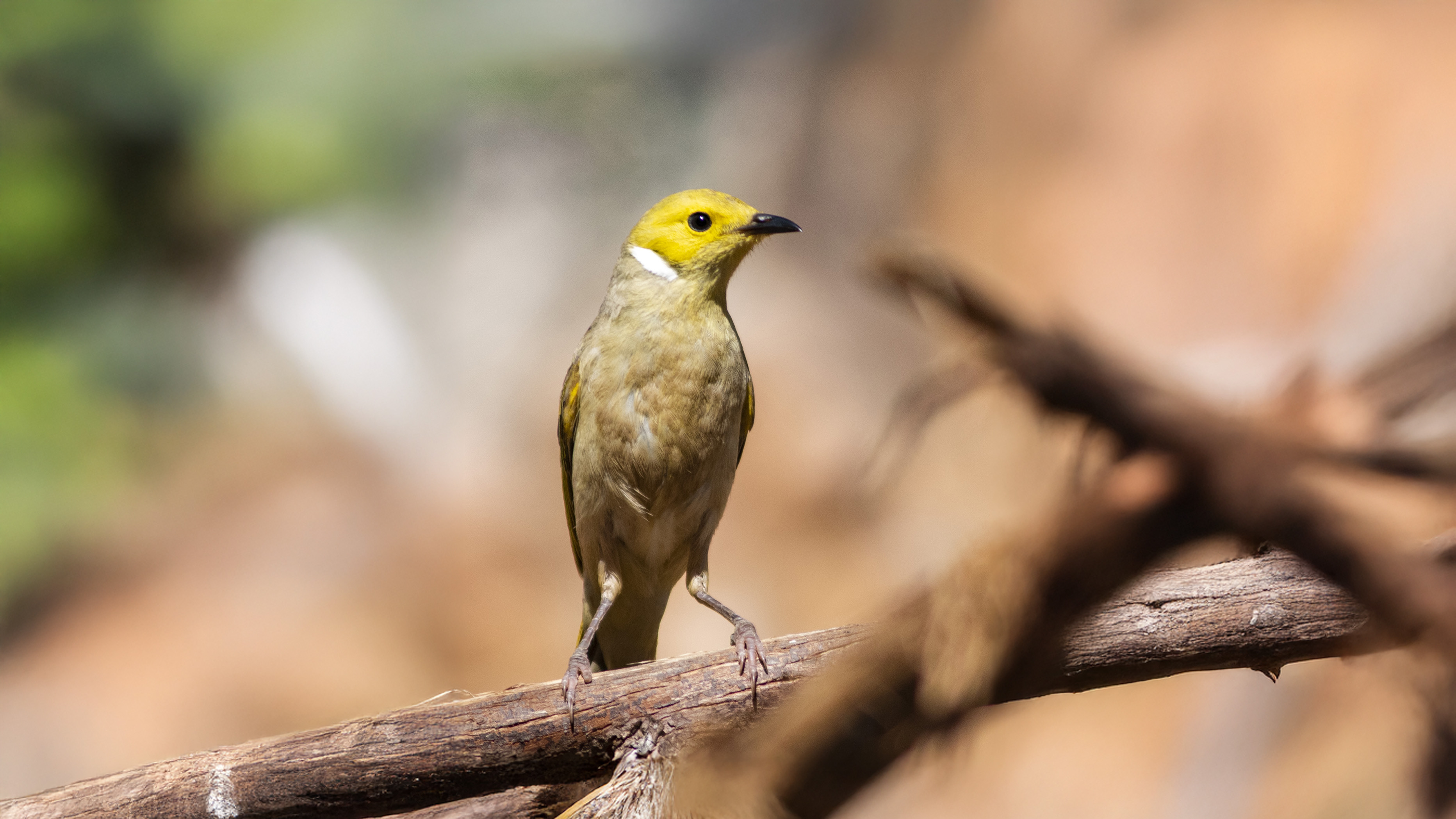 Newhaven Sanctuary Tour