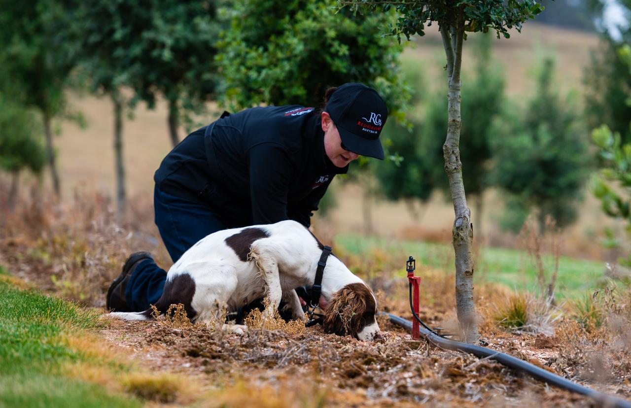 Truffle Hunt, Touch and Taste: The Immersion Experience.
