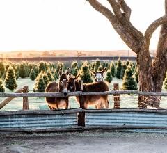 THE MAGICAL CHRISTMAS FARM TOUR AT STANTHORPE