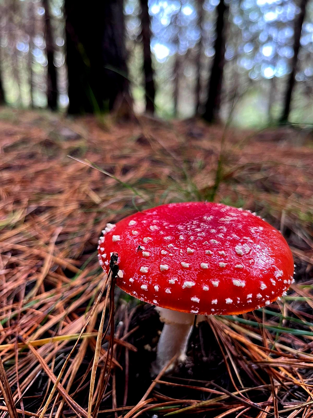 SIX FOOT TRACK BLUE MOUNTAINS HIKING