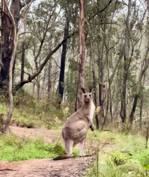 SIX FOOT TRACK SUPPORTED HIKE OR ENJOY SIGHTSEEING