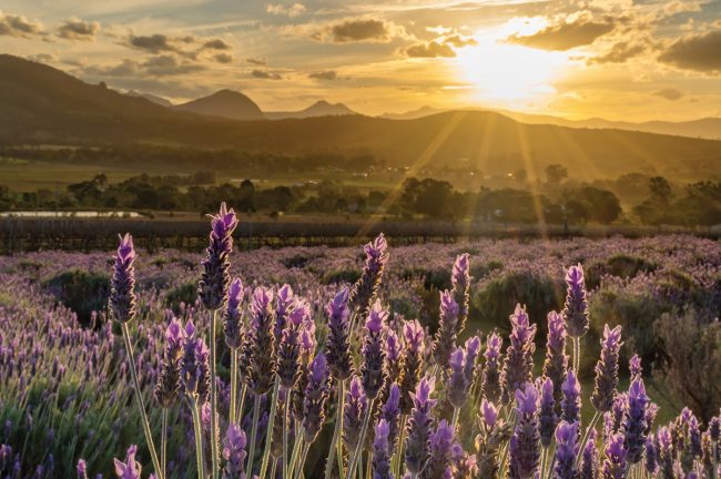 SCENIC RIM ULTIMATE 2 DAY TOUR