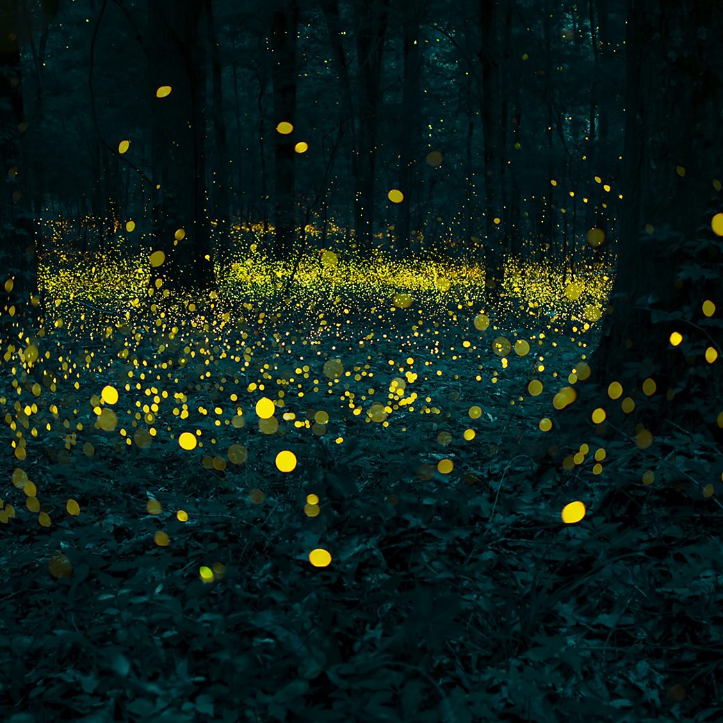 Chasing Fireflies - A Guided Walk