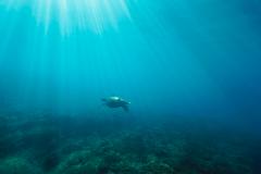 Sunshine Coast Marine Bioblitz 