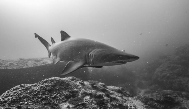 Grey Nurse Shark Fun Dive