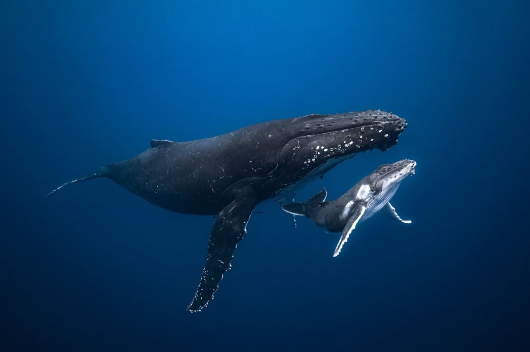 Brave Babes | Swim with Humpback Whales | Sunshine Coast