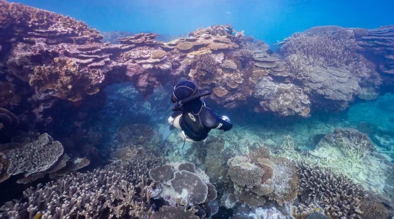 Fun Dive & Line Dive/ Day 2 | Local Reefs Sunshine Coast