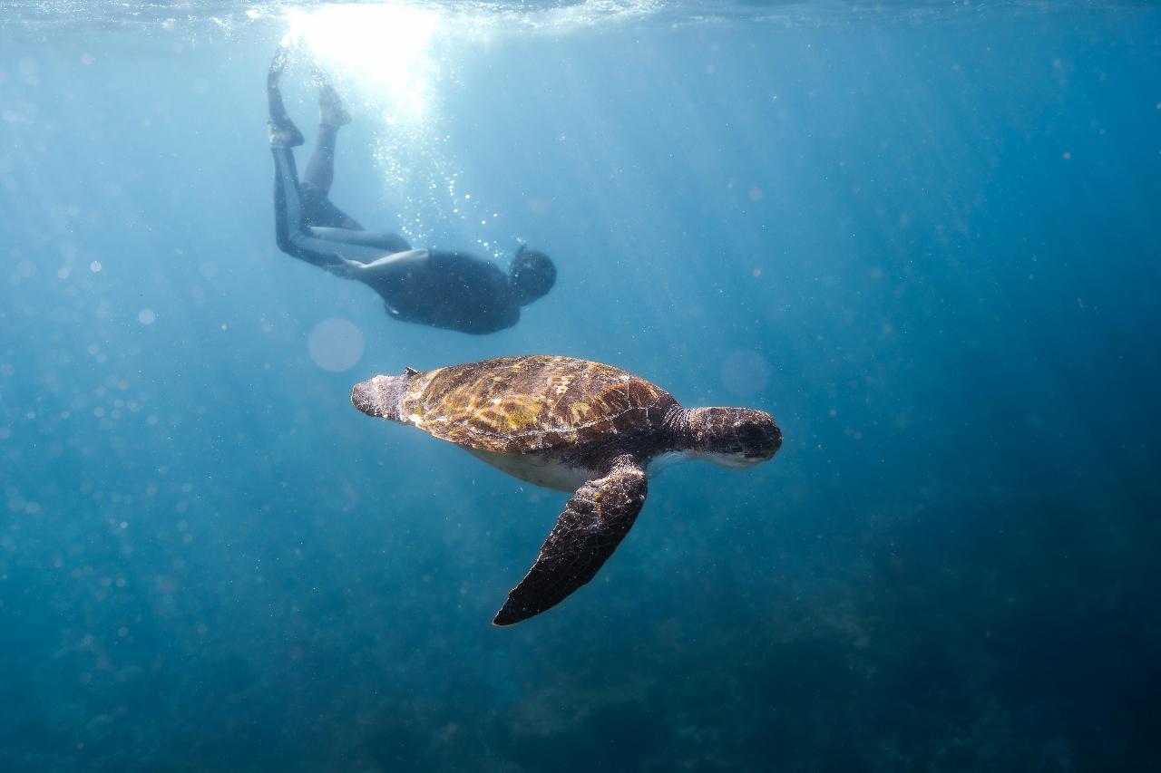 Brave Babes | Turtle Snorkel Tour | Sunshine Coast
