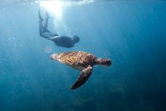 Brave Babes | Turtle Snorkel Tour | Sunshine Coast