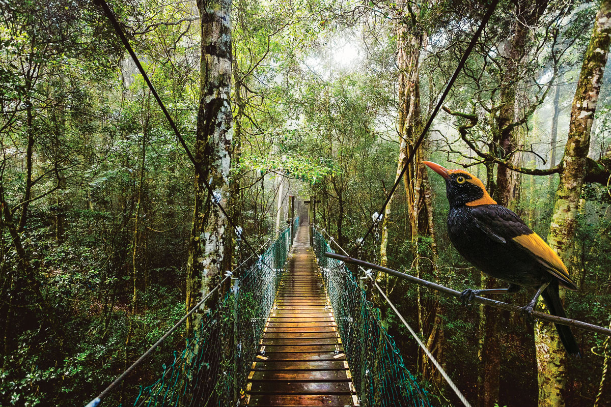 O'Reilly's & Lamington National Park departing Brisbane