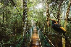 O'Reilly's & Lamington National Park departing Brisbane