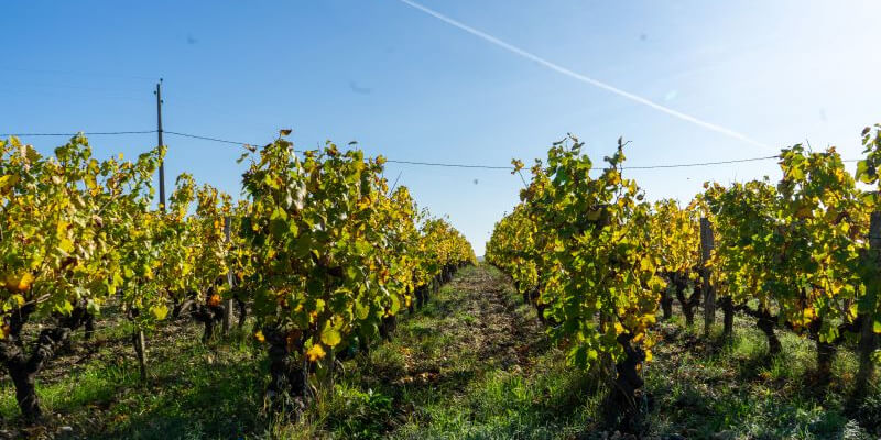 VinTrail France: Sigalas Out of Time at Château Sigalas Rabaud — Bordeaux — Pessac-Léognan, Graves & Sauternes - Photo 3