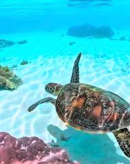  GROW & FLOW RETREAT - BALI - GILI TRAWANGON 