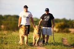 Lion walk and interaction in Zimbabwe