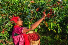 4 DAYS COFFEE TOUR IN ETHIOPIA