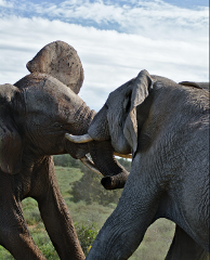 ENJOY SAFARI TOUR AND BEACH ACTIVITIES IN ZANZIBAR ISLAND