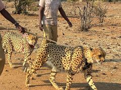 Zimbabwe - Cheetah Walk and interaction