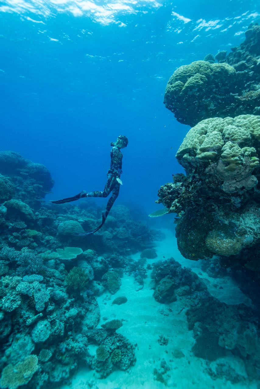 Freedive the Great Barrier Reef - Tasman Holiday Parks - Cairns Cool ...