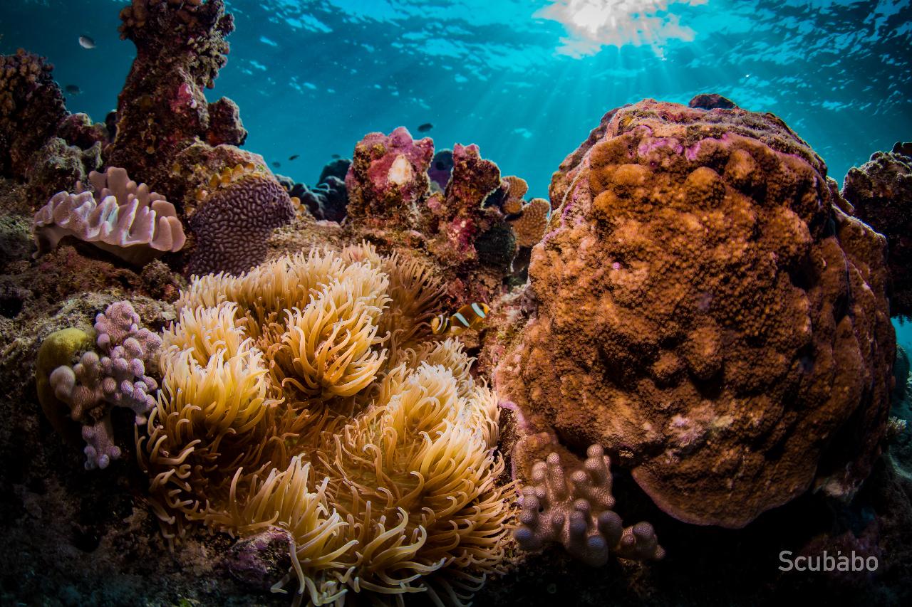 Great Barrier Reef Day Tour