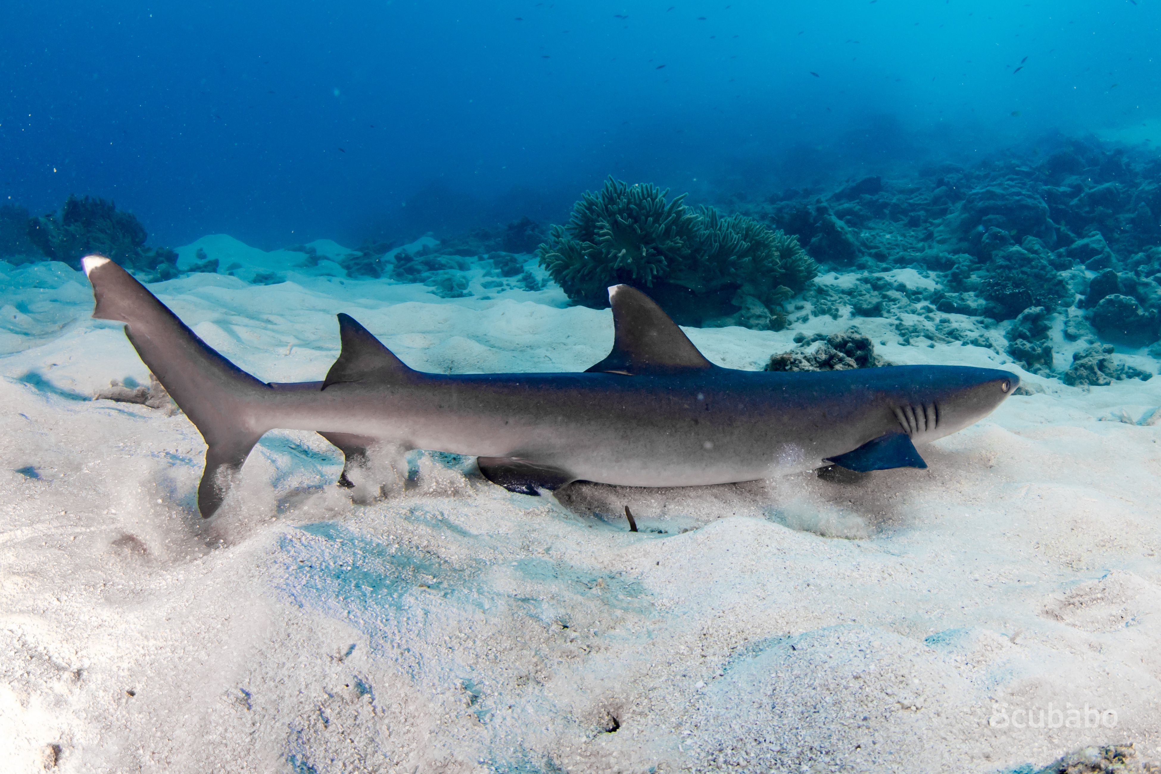 Depth and Focus: Diving & Photography Workshop Masterclass (2 day, 1 Night)