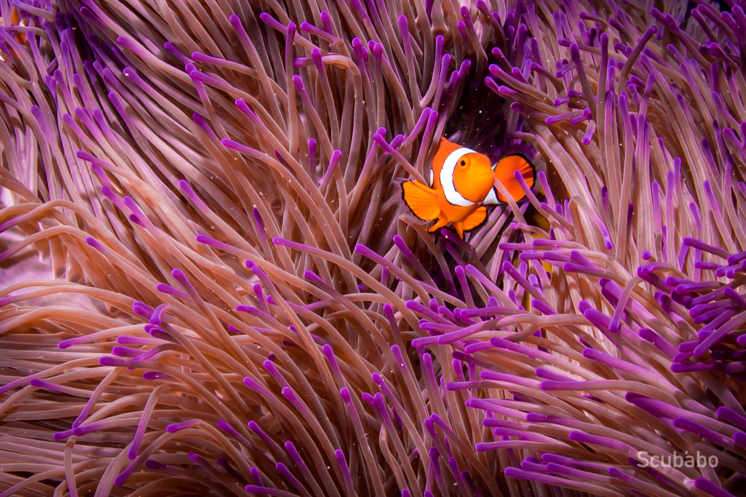 Depth and Focus: Diving & Photography Workshop Masterclass (2 day, 1 Night)