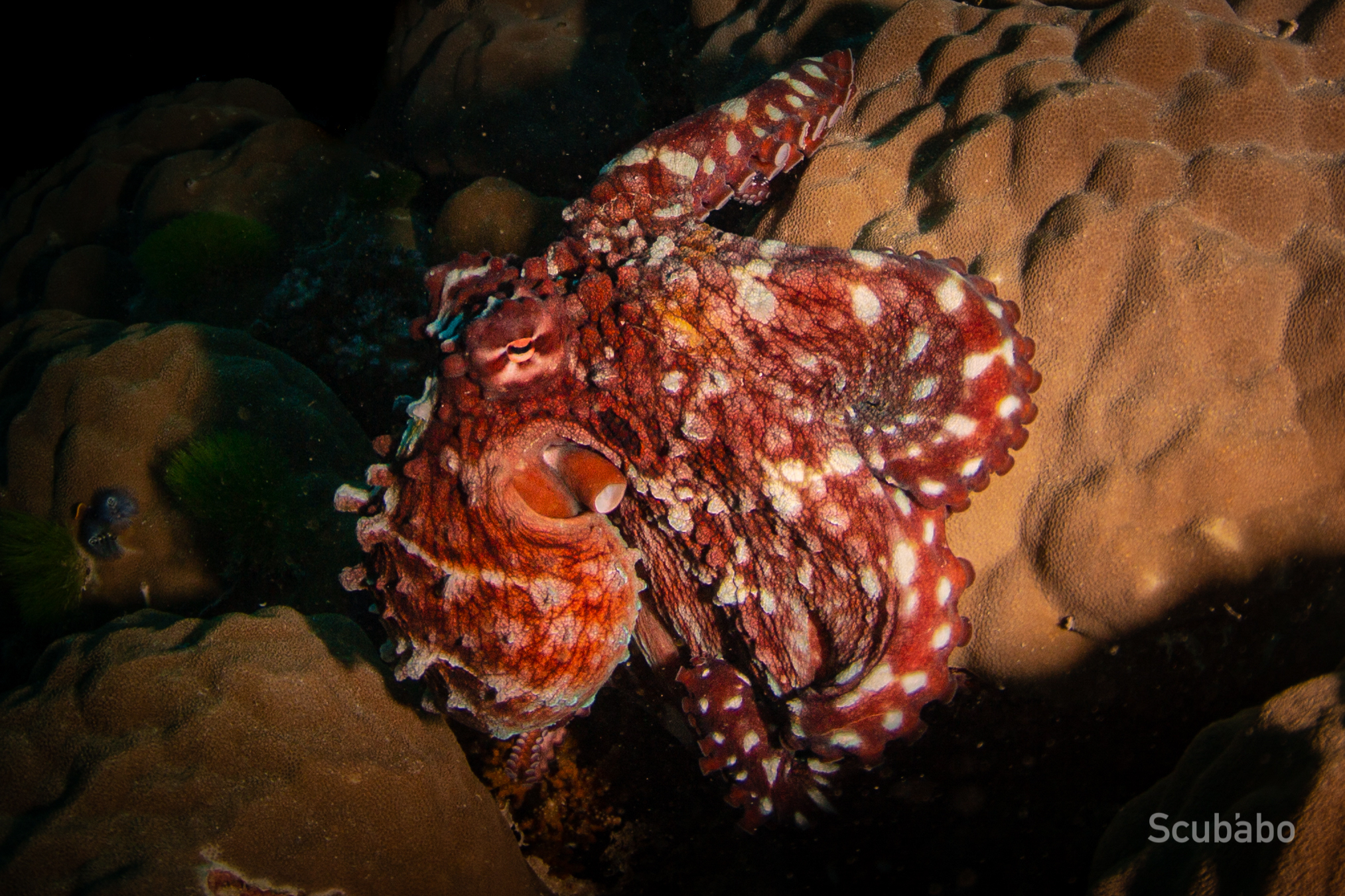 Depth and Focus: Diving & Photography Workshop Masterclass (2 day, 1 Night)