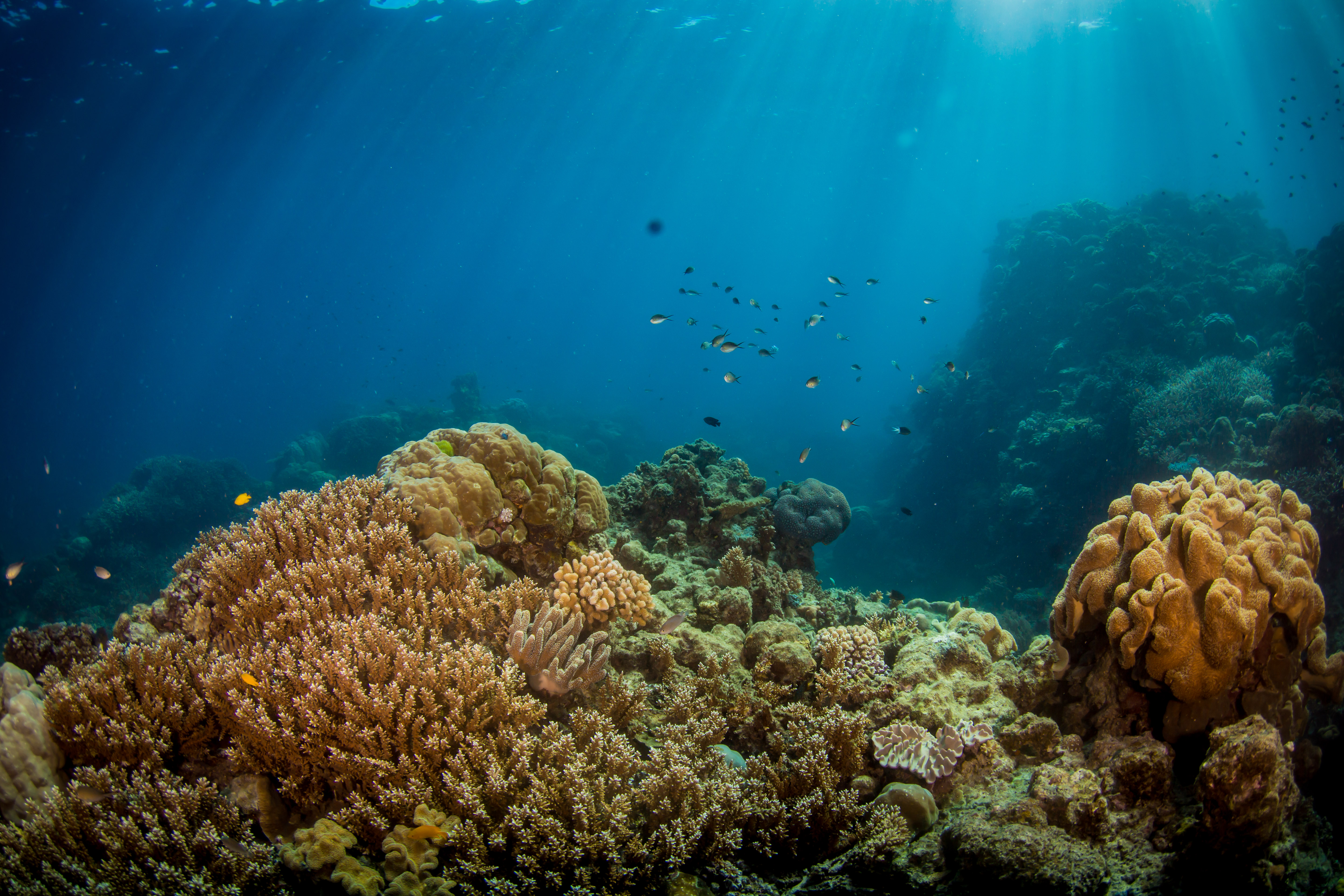 Freedive the Great Barrier Reef