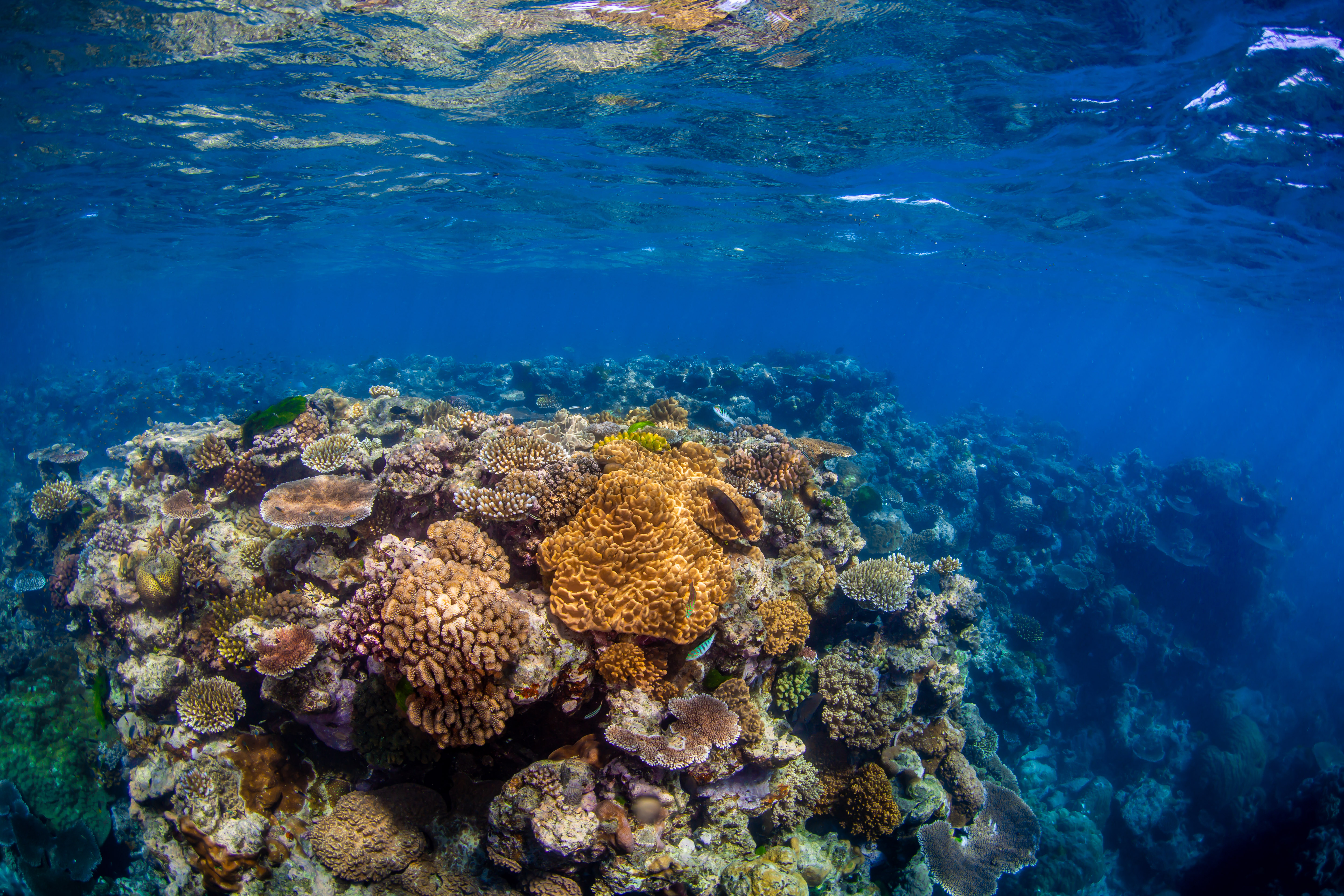 Freedive the Great Barrier Reef