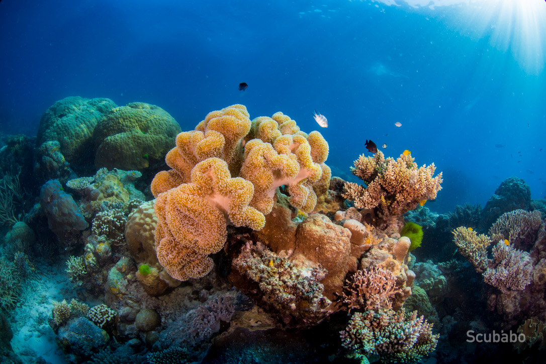 Depth and Focus: Diving & Photography Workshop Masterclass (2 day, 1 Night)