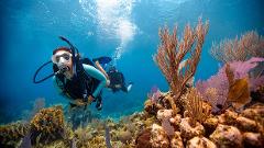 PADI Open Water Certification