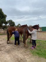 Hands On Horse Drawn Carriage Experience