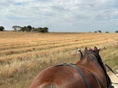 Budget Friendly Carriage Ride