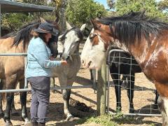 Hands On Horse Drawn Carriage Experience
