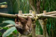 Hanging Bridges, Sloth Habitat - Silver Package - Monteverde