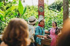 Britt Classic Coffee Tour – Costa Rican Coffee Experience