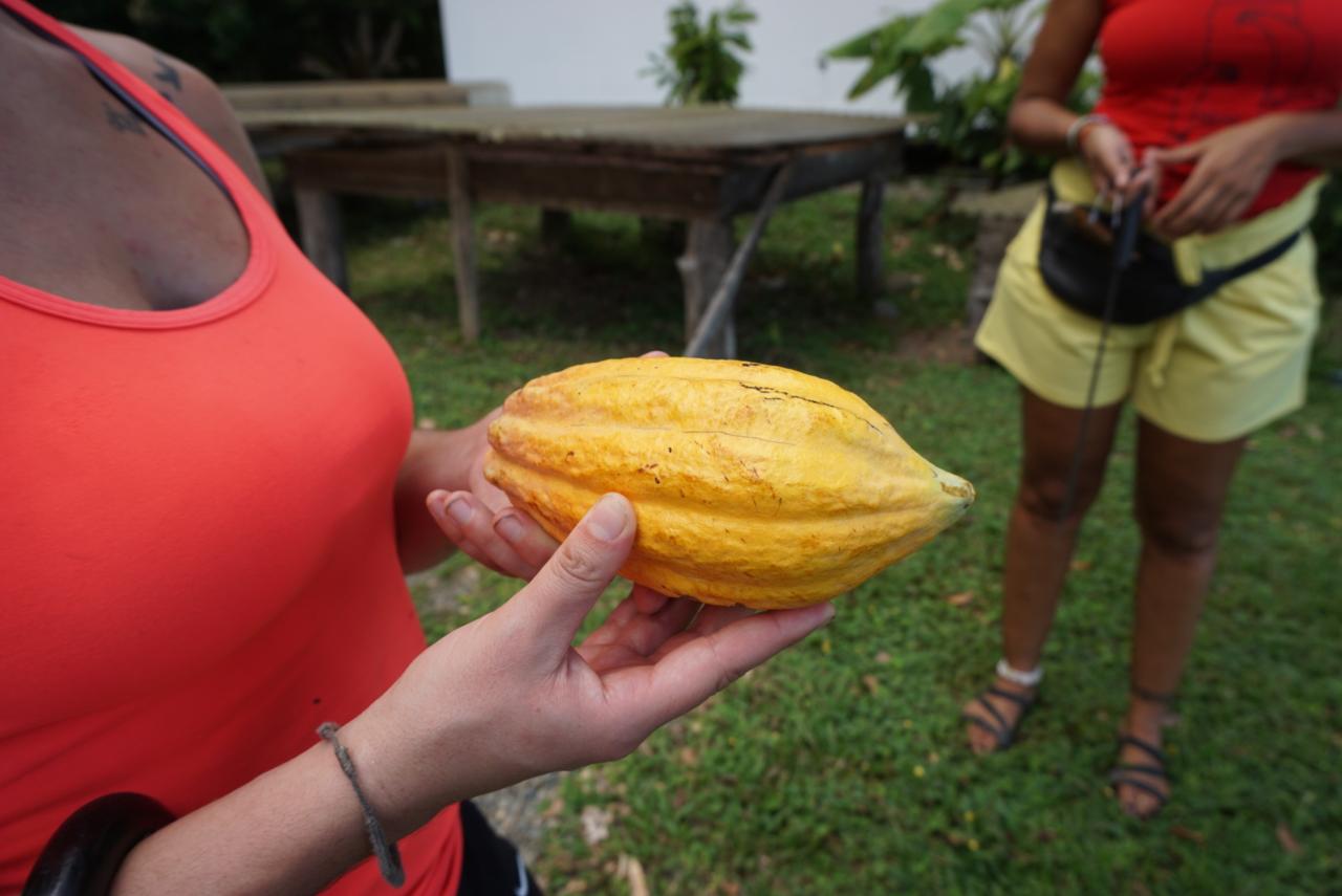 Caribeans Chocolate Forest Experience Tour (Puerto Viejo)