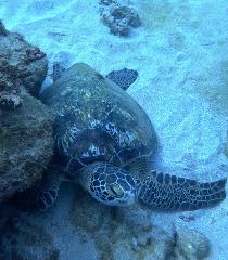 Caño Island Snorkeling Tour from Drake Bay