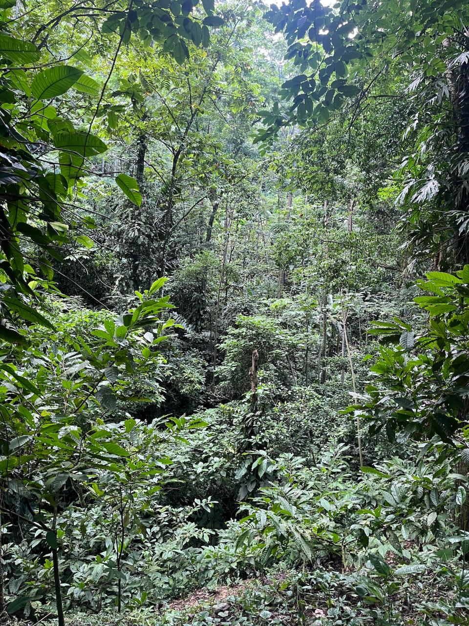 Monteverde Cloud Forest Reserve Guided Day Tour