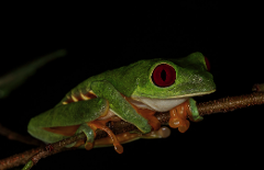 Jungle Night Walk 