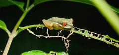 Guided Night Tour in Monteverde Wildlife Refuge 